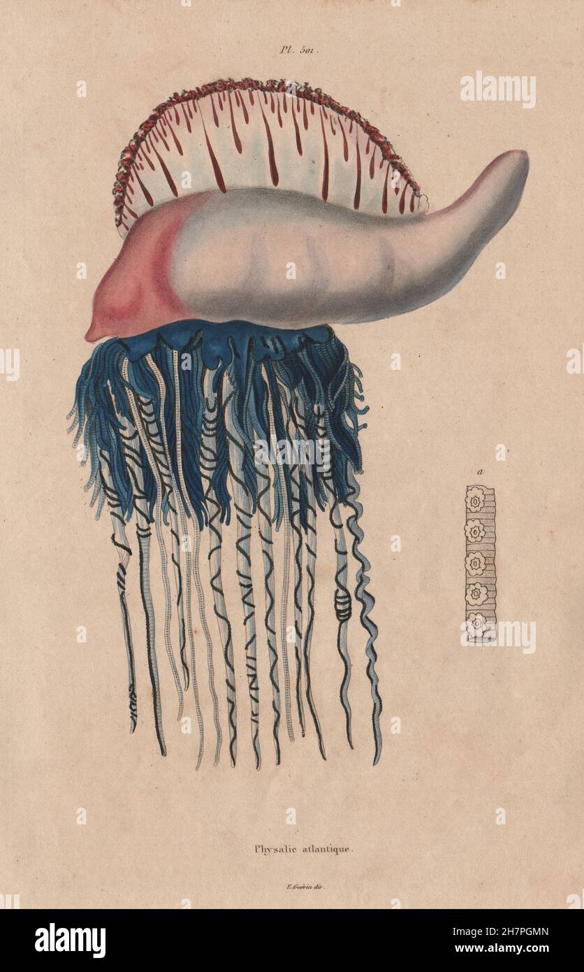 Pesci: Physalie Atlantique (Portoghese uomo o'guerra), antica stampa 1833 Foto Stock