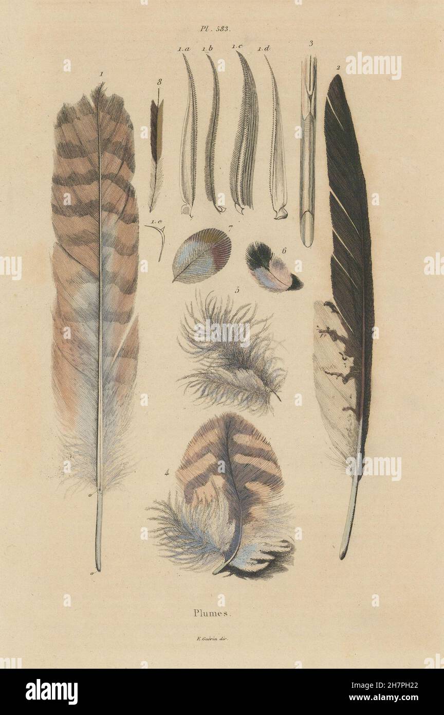 Le penne degli uccelli: Plumes, antica stampa 1833 Foto Stock