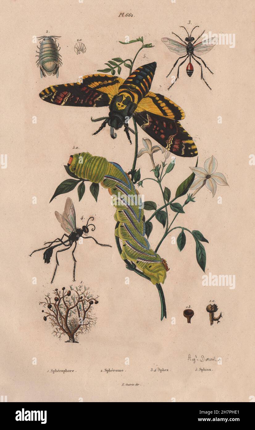Sphérome. Sphex (digger wasp). Sphingidae (hawk/sphinx moth). Caterpillar, 1833 Foto Stock