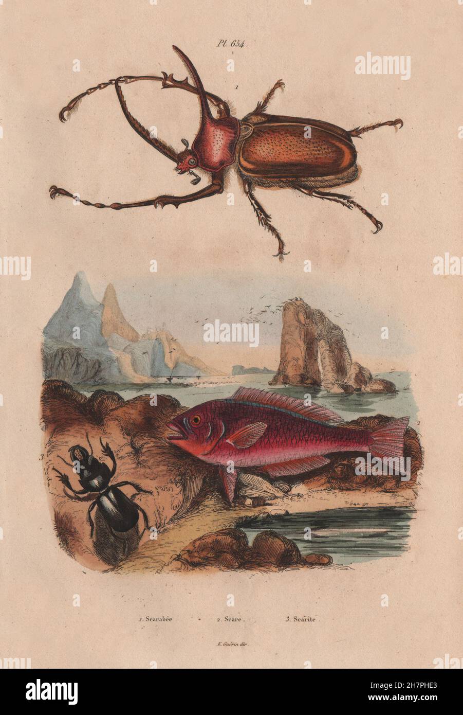 Scarabeo. Scaridae (pesci pappagallo). Eurytus Scarites, antica stampa 1833 Foto Stock