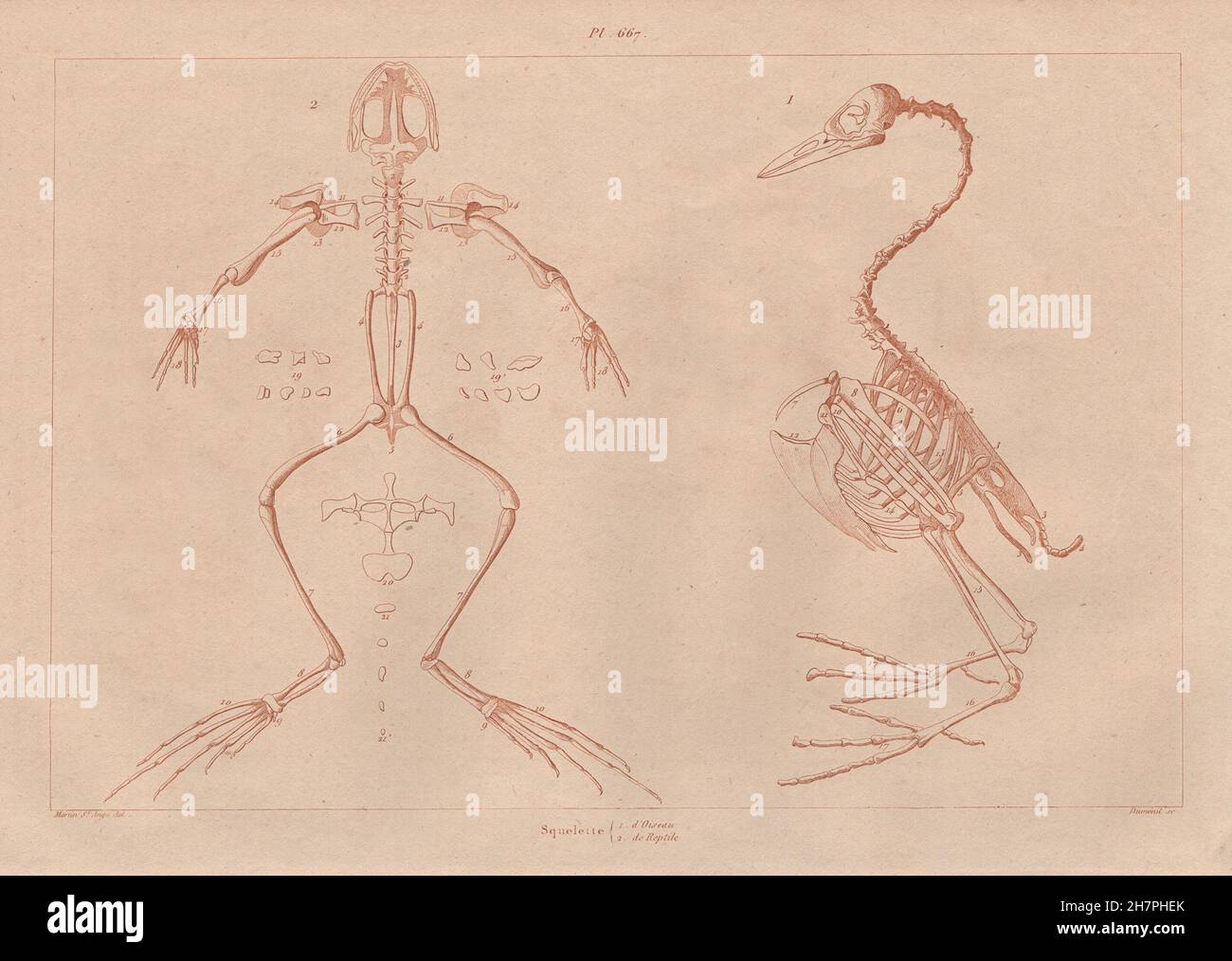 Anatomia: Squelette Oiseau & rettile. Bird & scheletri di rettili, antica stampa 1833 Foto Stock
