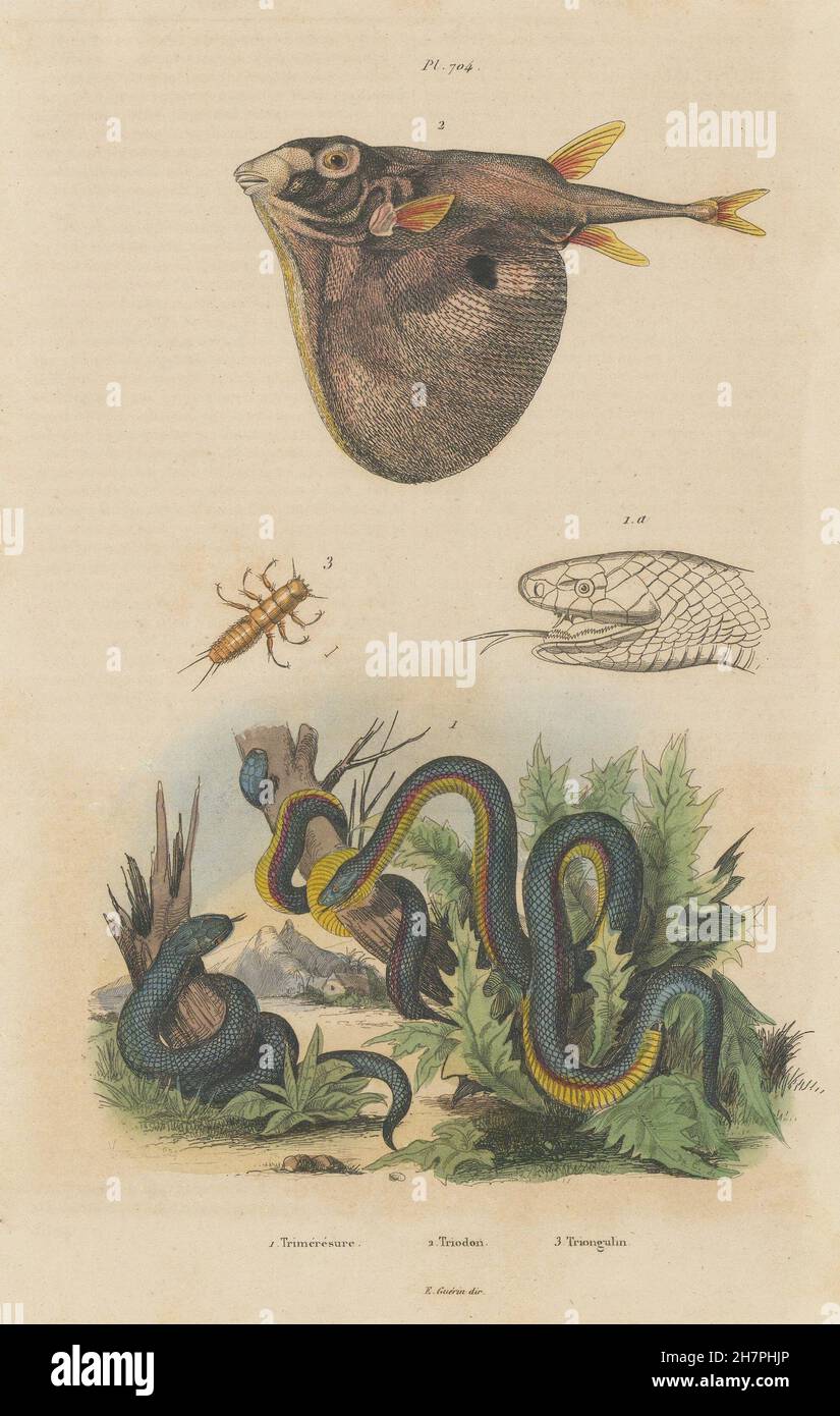 Trimérésure (Gartersnake). Triodon (Threetooth pufferfish) Triongulin, 1833 Foto Stock