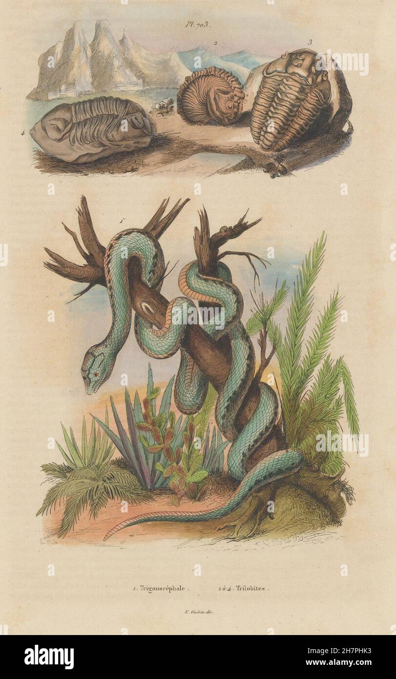Trimeresurus trigonocephalus (Sri Lanka green pit Viper). Trilobiti, 1833 Foto Stock
