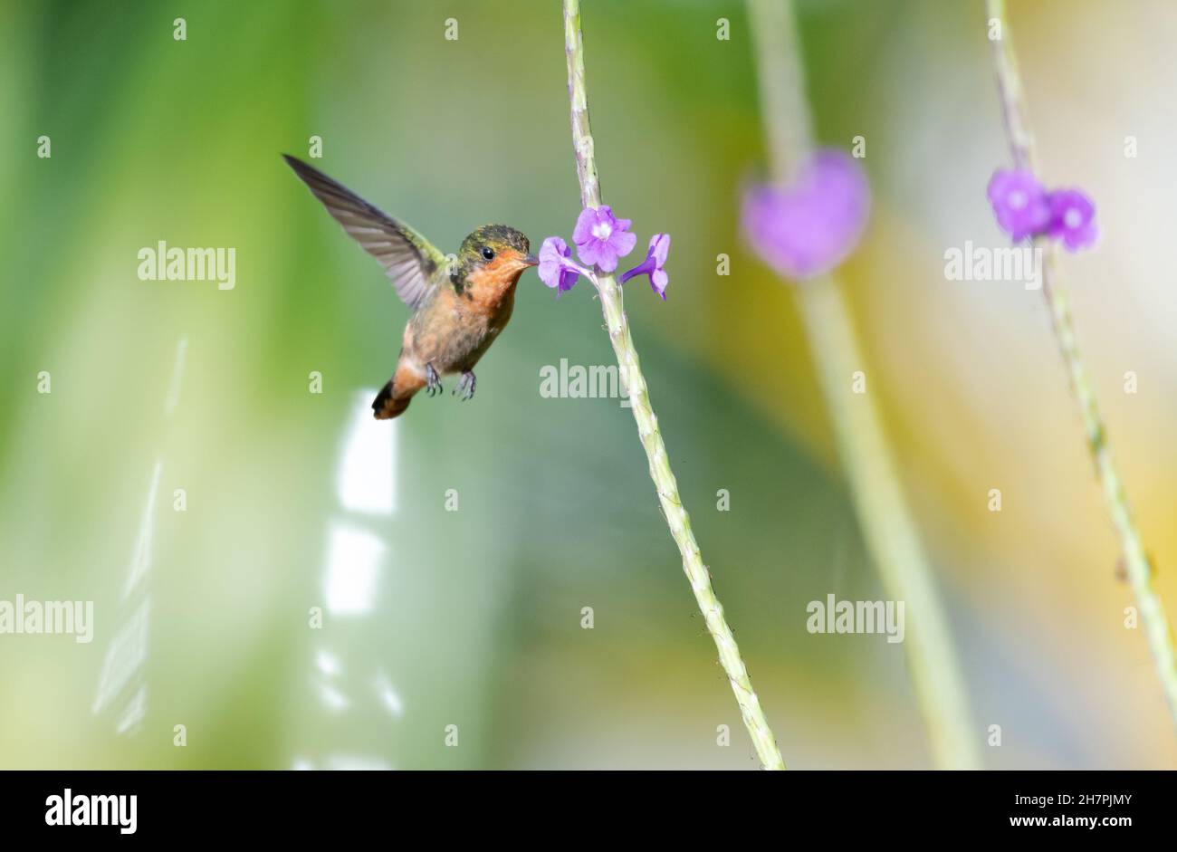 Secondo uccello più piccolo del mondo, la Coquette Tufted, Lophornis ornatus, che si nu3 su un fiore viola Vervain in luce solare brillante. Foto Stock