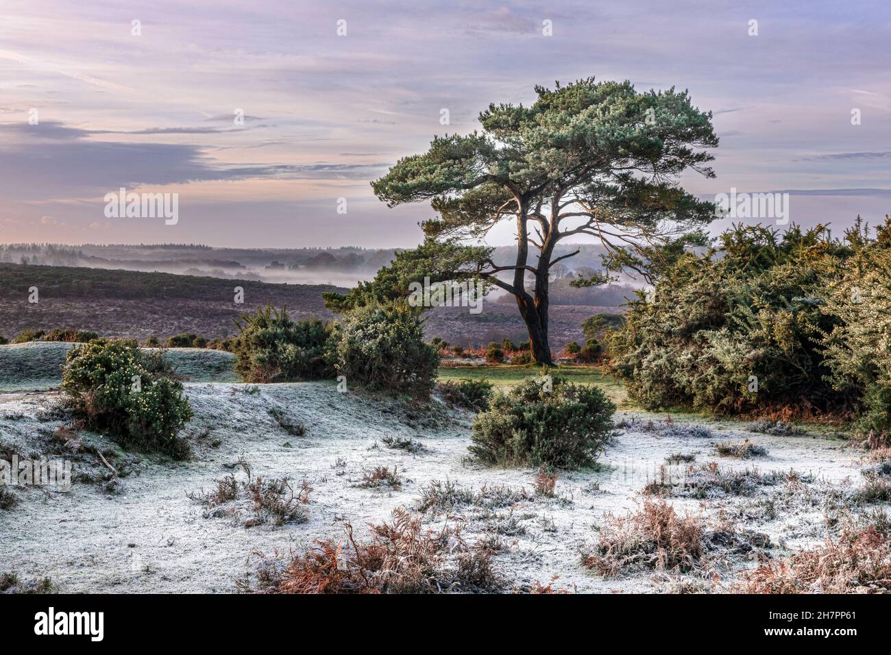 Bratley View, New Forest, Lyndhurst, Hampshire, Inghilterra, Regno Unito Foto Stock