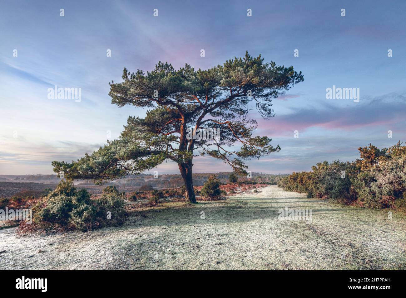 Bratley View, New Forest, Lyndhurst, Hampshire, Inghilterra, Regno Unito Foto Stock
