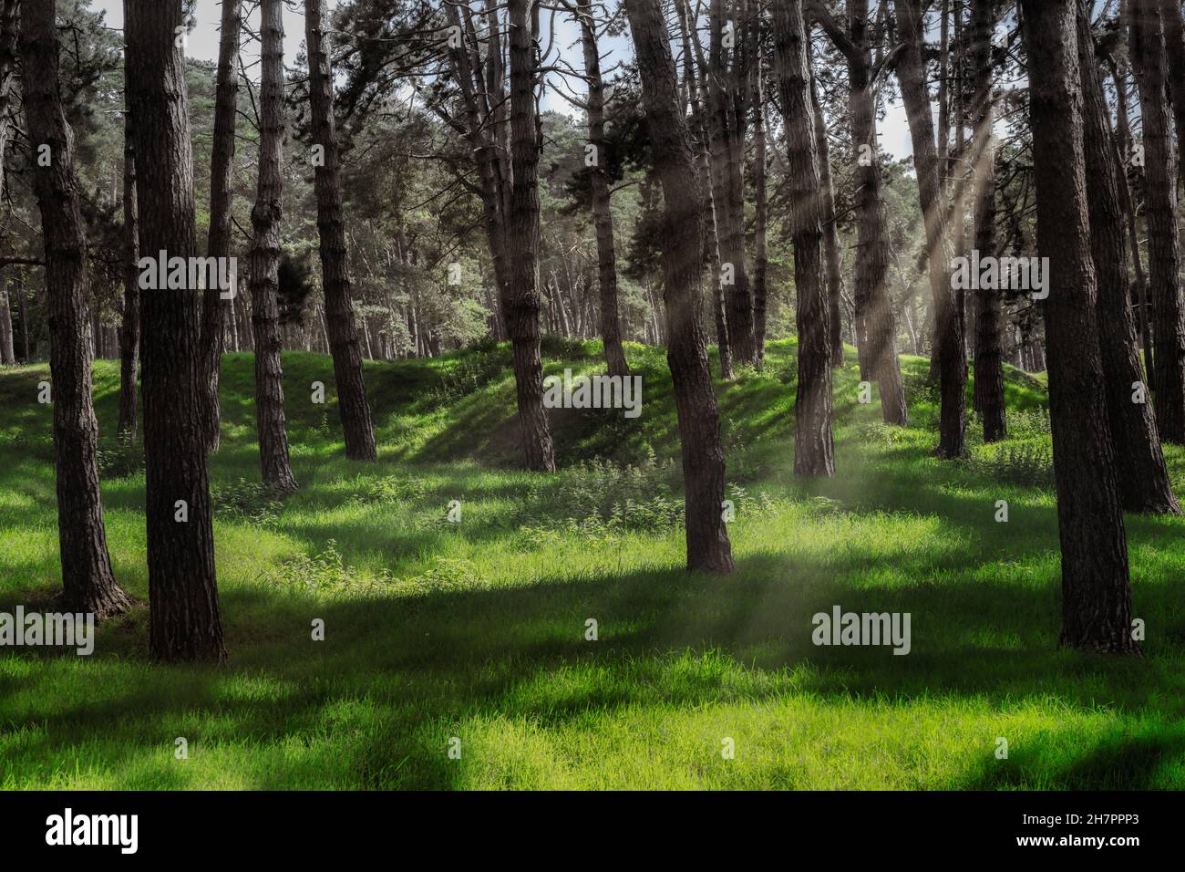 foresta sulla cresta di Vimy oggi. Ora un tranquillo landcape con raggi del sole tra gli alberi. Nella prima guerra mondiale il paesaggio fu completamente devestato Da Un Foto Stock