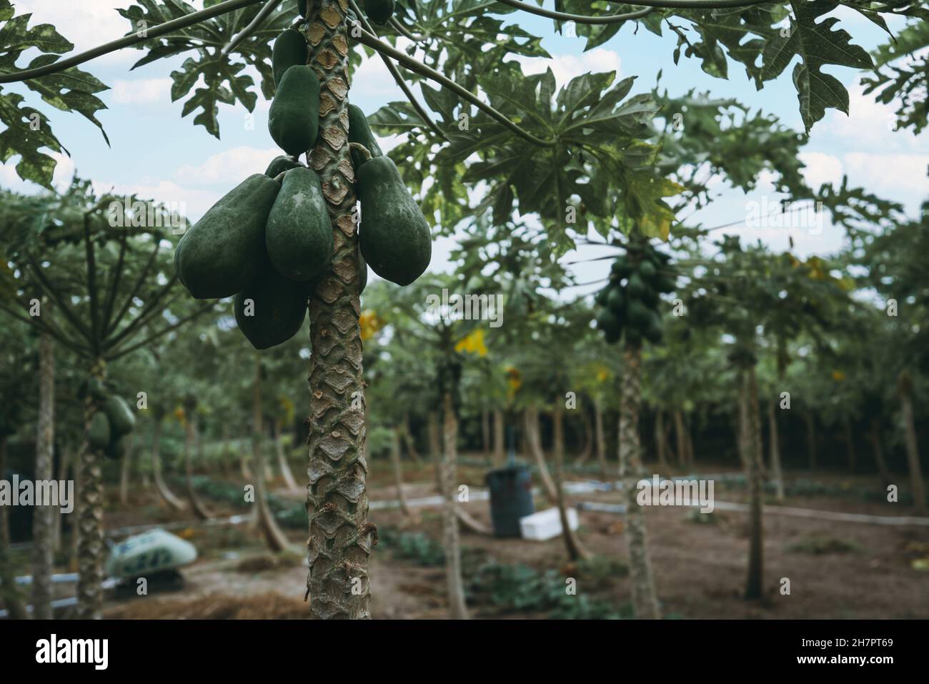 Una vista ravvicinata di un albero di papaya con un mazzo di frutti maturi appesi sul suo gambo in primo piano coltivando su una piantagione tropicale con alcuni raccolti Foto Stock