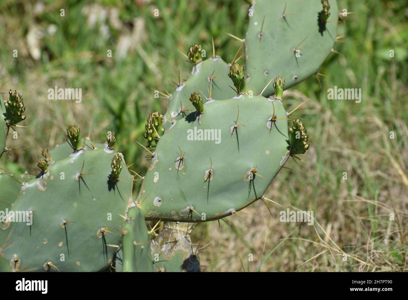 Nuove pale germogliano su un Prickly Pear Cactus. Foto Stock