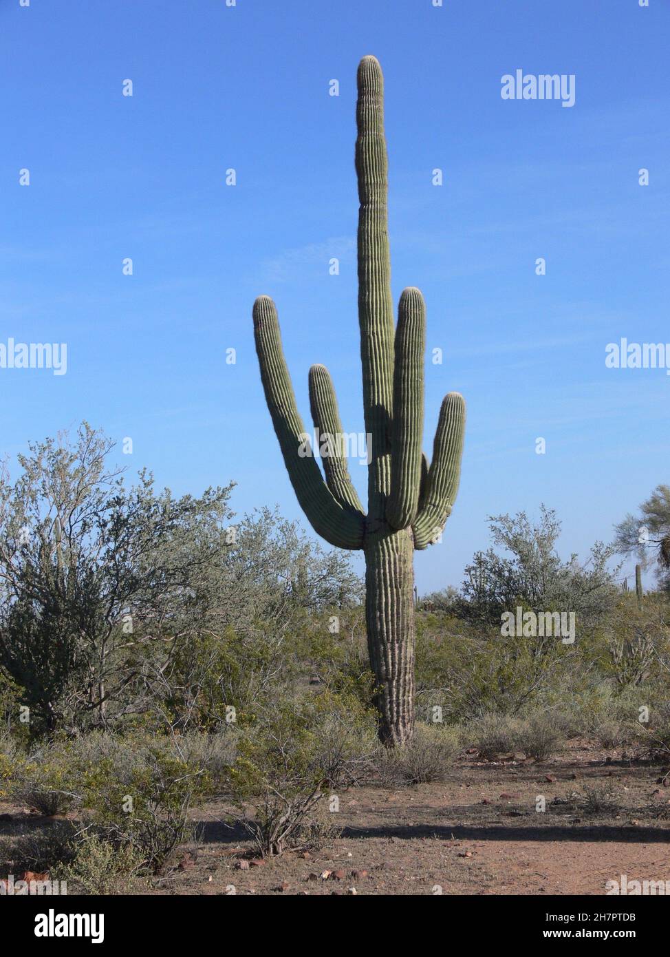 Un cactus saguaro a quattro braccia si erge dritto contro il cielo blu. Foto Stock