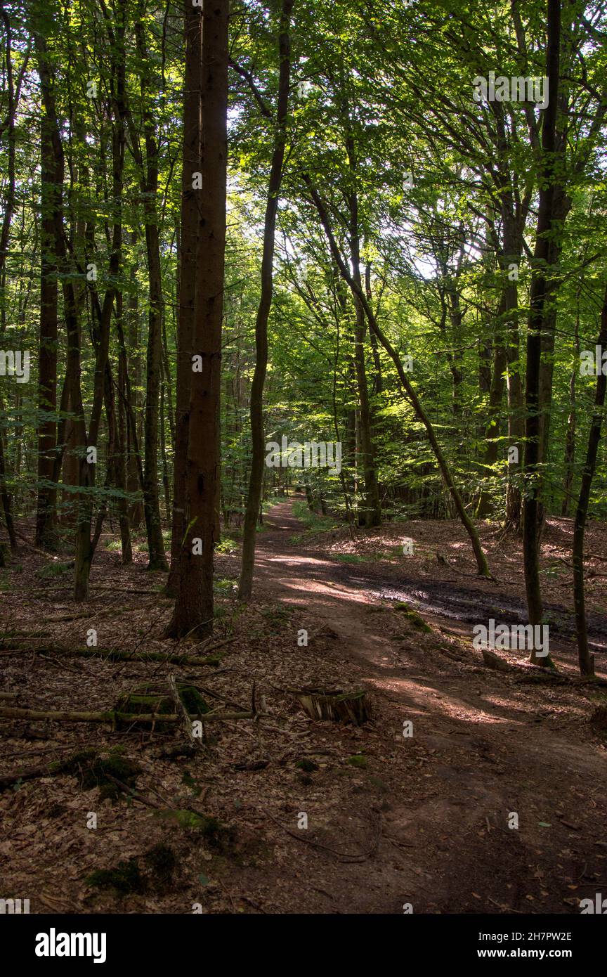 Herbst Spaziergang Burch Wald und Feld Foto Stock