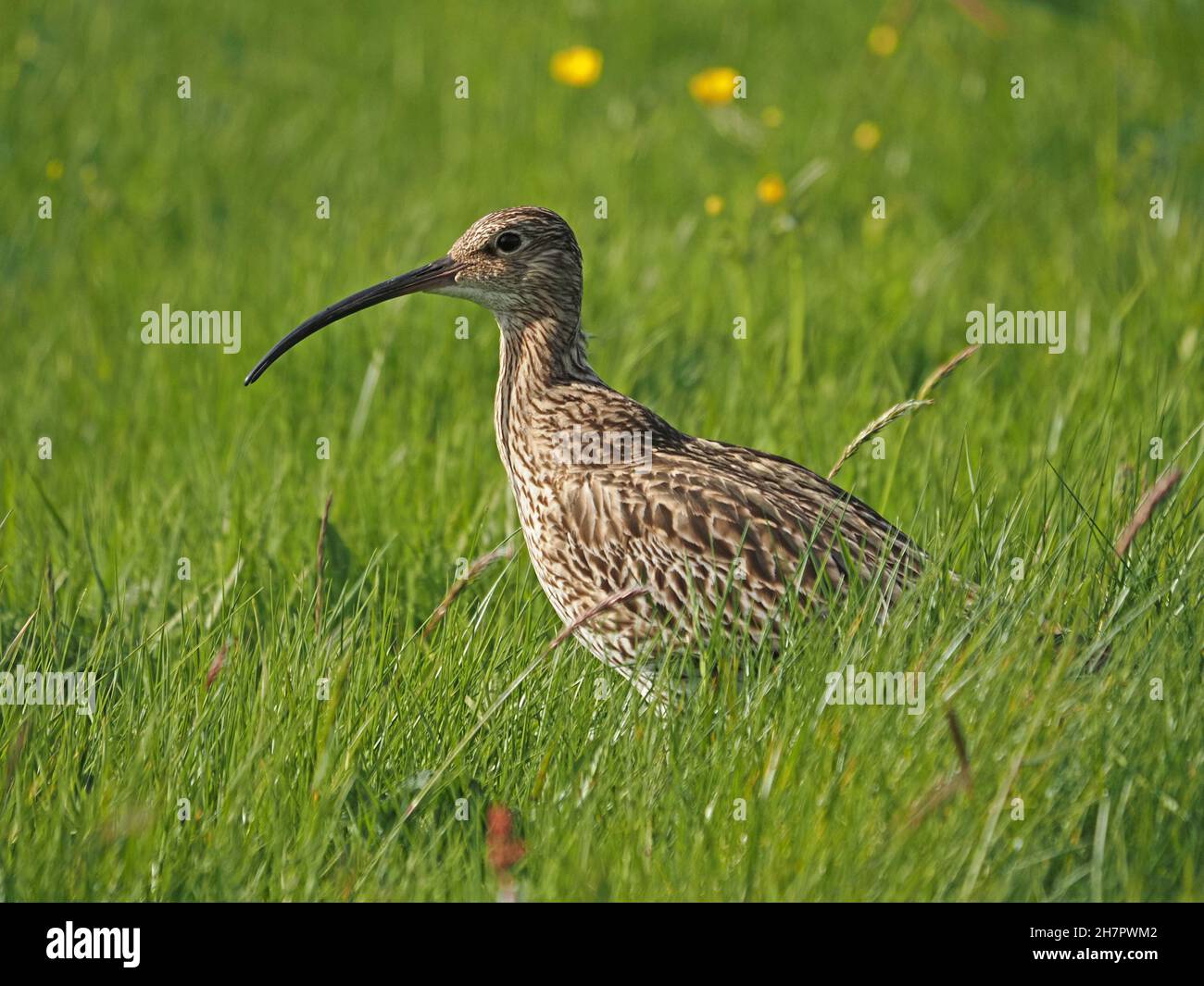 Curlew Eurasiano (Numenius arquata) con piumaggio striato in fitta prateria con fiori gialli di farfalle - Mainland, Orkney, Scozia, Regno Unito Foto Stock