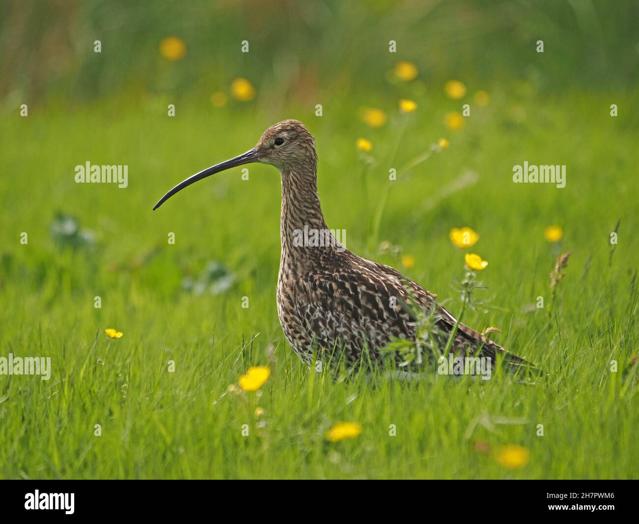 Curlew Eurasiano (Numenius arquata) con piumaggio striato in fitta prateria con fiori gialli di farfalle - Mainland, Orkney, Scozia, Regno Unito Foto Stock