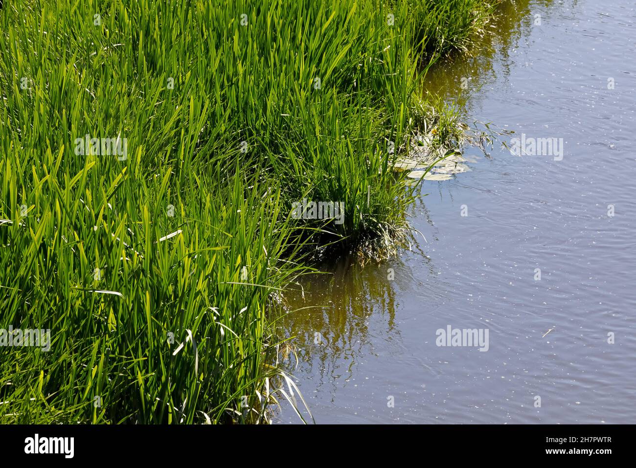 Erba verde che cresce selvaggia lungo il fiume Parseta che scorre attraverso Kolobrzeg in Polonia Foto Stock