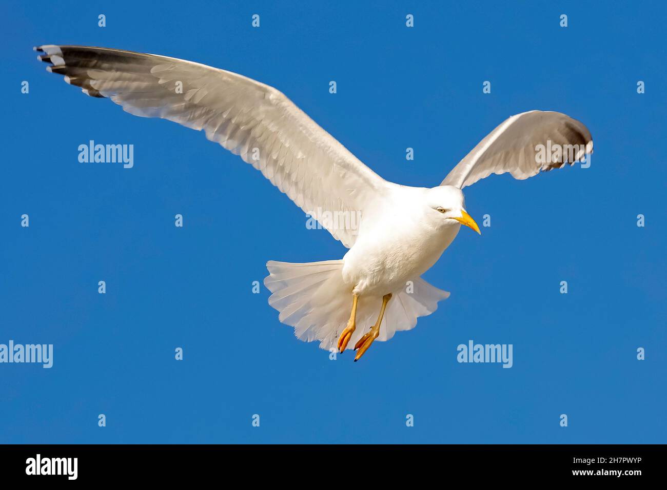 Un gabbiano in volo è visto su sfondo blu chiaro a Kolobrzeg , Polonia Foto Stock
