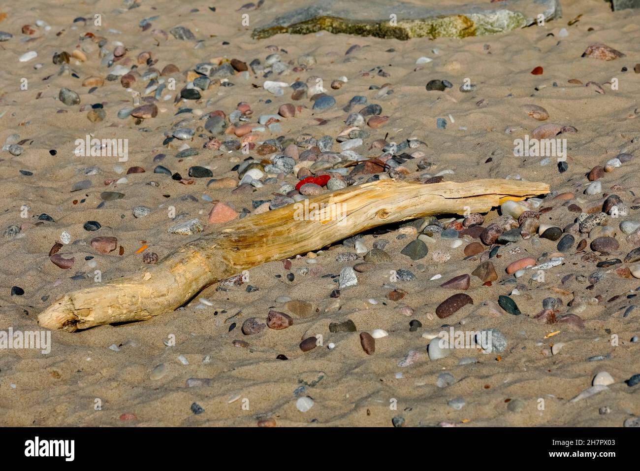 Un ramo decadente si trova sul Mar Baltico in Polonia a Kolobrzeg Foto Stock