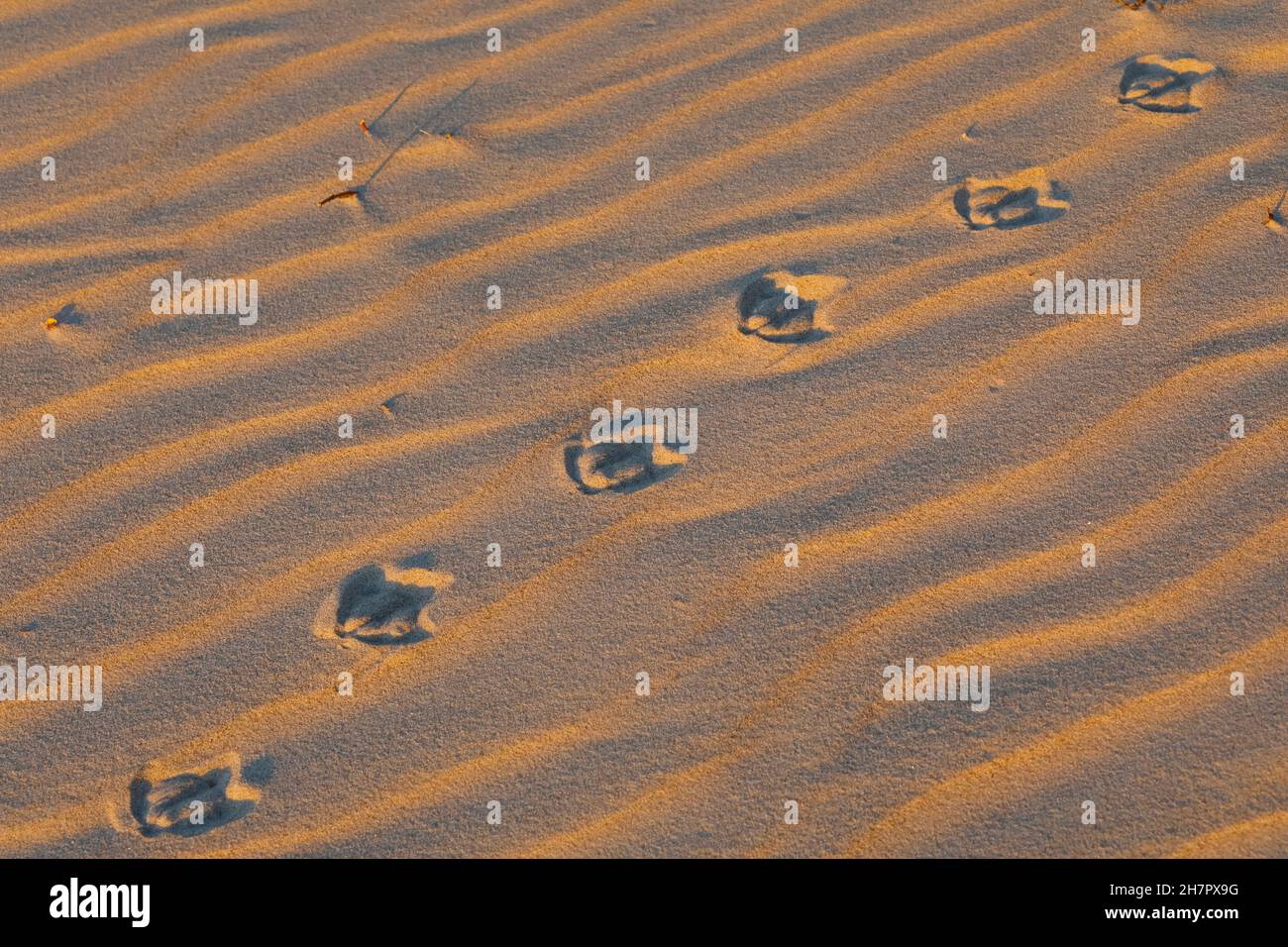 La sabbia mostra tracce del gabbiano. La superficie di questa spiaggia di sabbia è illuminata dai colori del sole che tramonta a Kolobrzeg, in Polonia Foto Stock