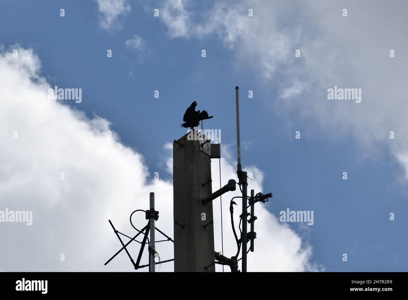 Un uccello selvatico si trova in cima a una torre di telefono cellulare che assomiglia a una weathervane. Foto Stock