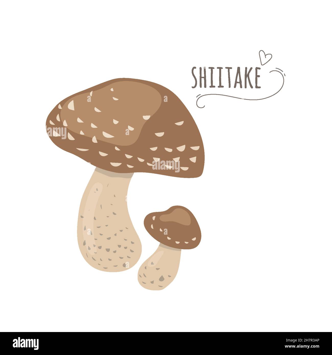 Set di funghi commestibili.Shiitake, funghi shii-take isolati su sfondo bianco.Simplified vettore Illustration.East asia fungo. Illustrazione Vettoriale