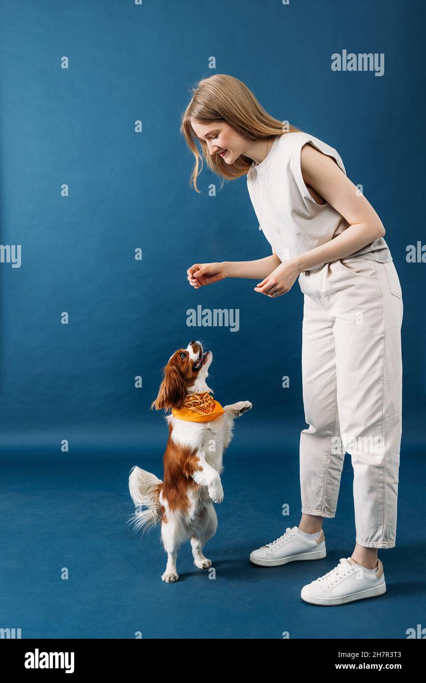 Il cane piccolo si alza sulle gambe posteriori. Proprietario di animali domestici che gioca con il cane carino in studio. Foto Stock