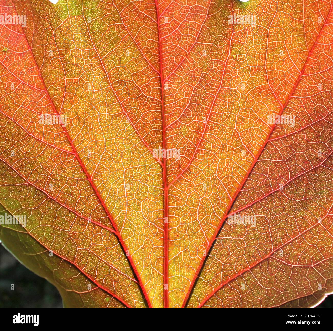 primo piano della foglia di vite con vene traslucide in autunno Foto Stock