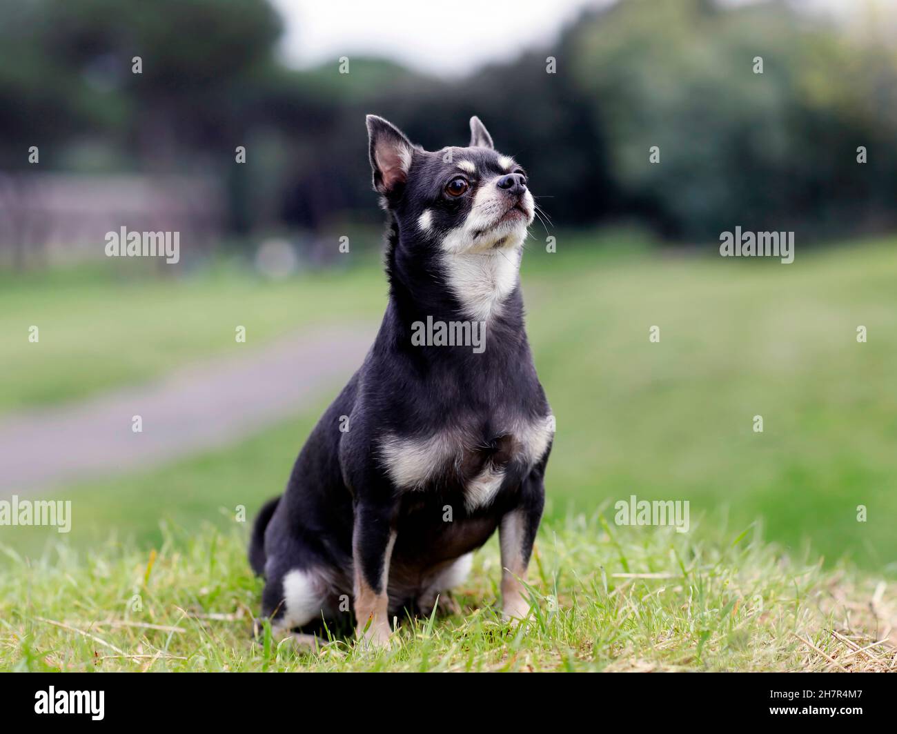 Cane di razza Chihuahua dai capelli corti di colore grigio scuro. Ritratto di Chihuahua cane fuori nel parco pubblico. Foto Stock