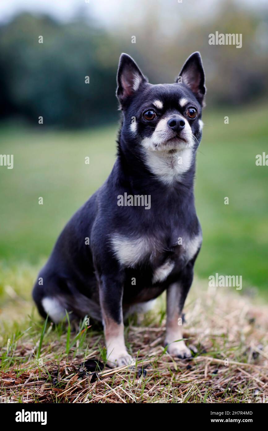 Cane di razza Chihuahua dai capelli corti di colore grigio scuro. Ritratto di Chihuahua cane fuori nel parco pubblico. Foto Stock