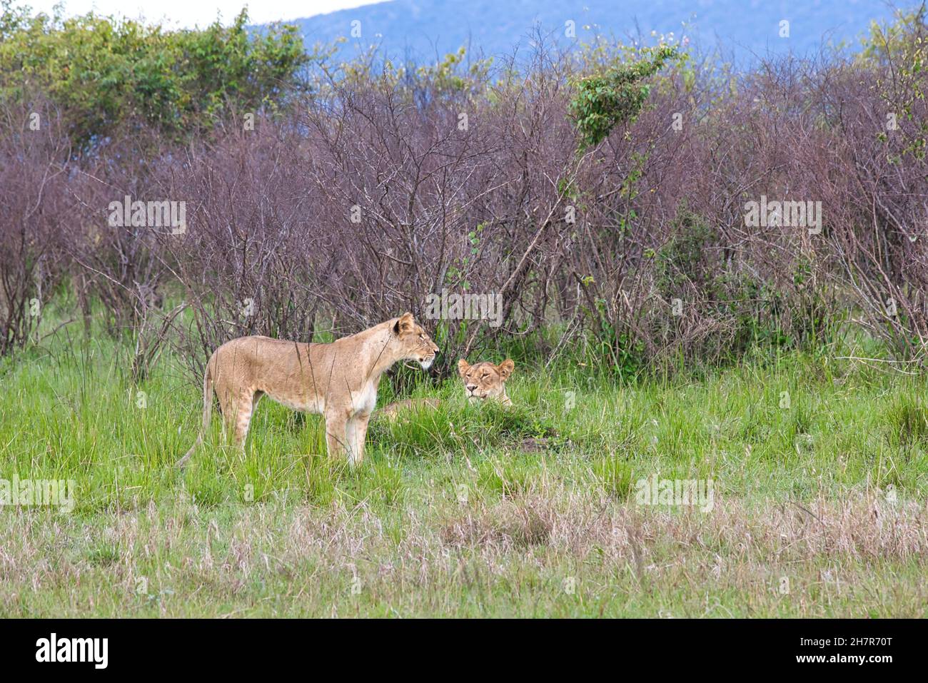 Due leonessa, Panthera leo, nel bosco del Maasai Mara in Kenya. Foto Stock