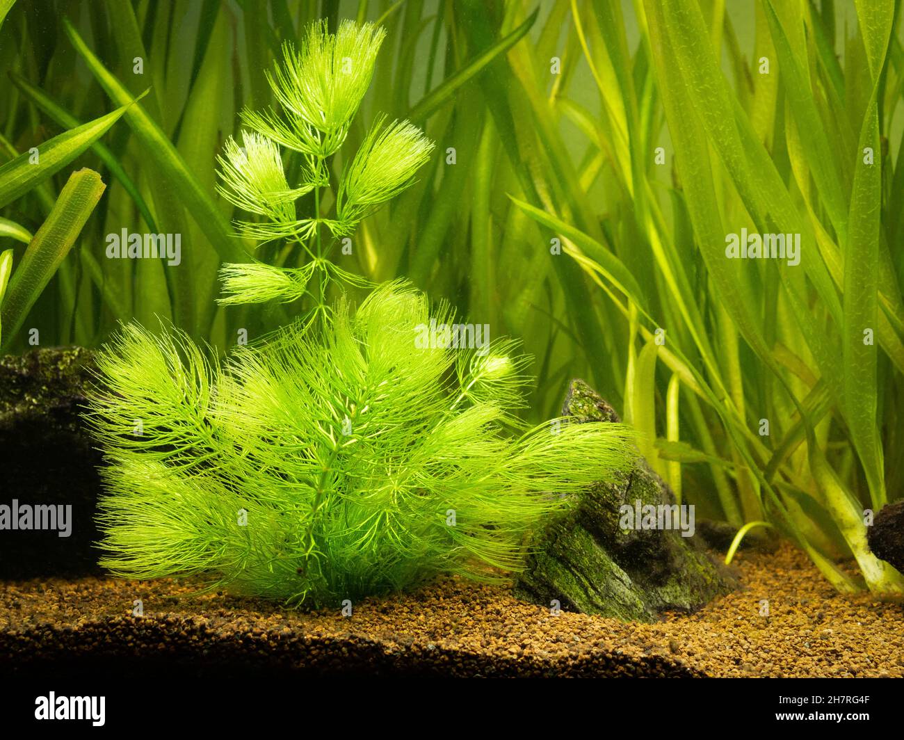 Pianta di Hornwort (Ceratophyllum demersum) su un serbatoio di pesce con  sfondo sfocato Foto stock - Alamy