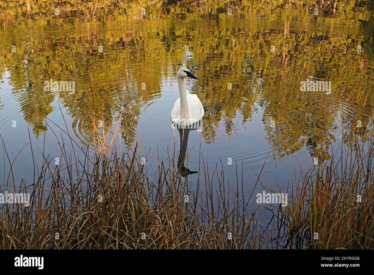 Un cigno trombettista, Cygnus buccinator, che nuota su un piccolo stagno nel centro dell'Oregon. Questo cigno è l'uccello vivente più pesante del Nord America. Foto Stock