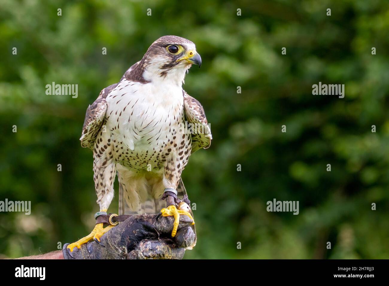 Falcon sulla mano guantata di falconer Foto Stock