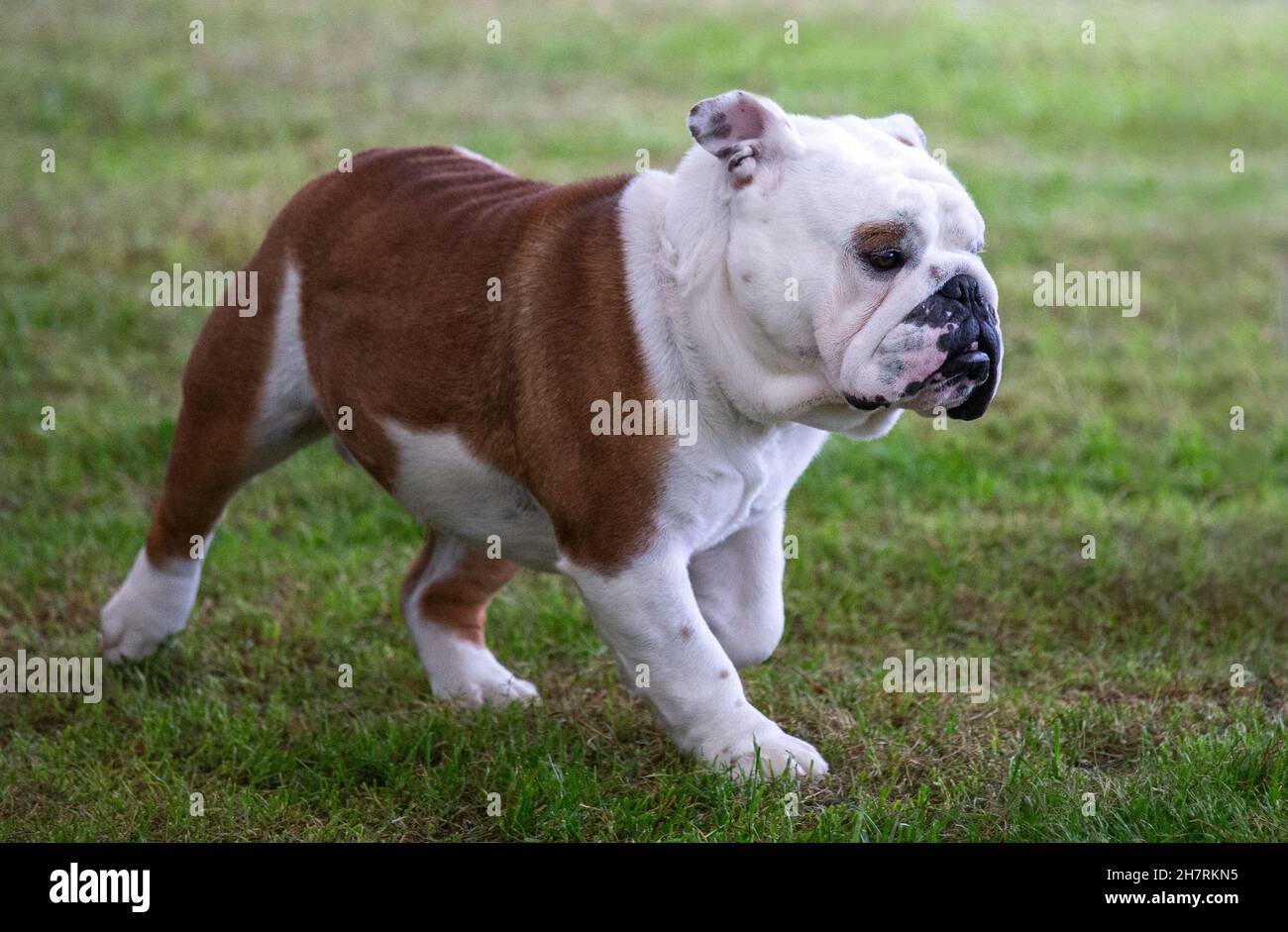 Bulldog inglese con grande rullo nasale Foto Stock