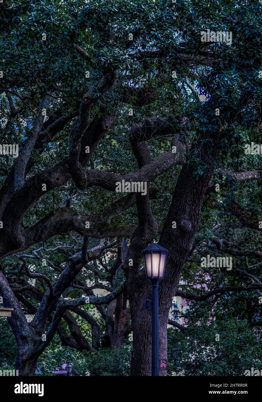 Vecchio palo di lampada in alberi di quercia Foto Stock