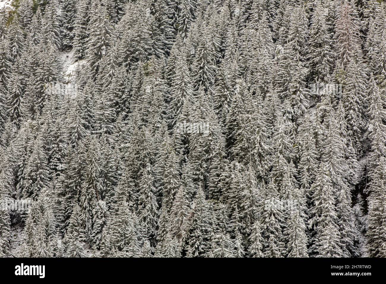 Cornice completa, sfondo o struttura di un freddo pendio di montagna pineta, coperto di neve fresca caduta in inverno. Foto Stock