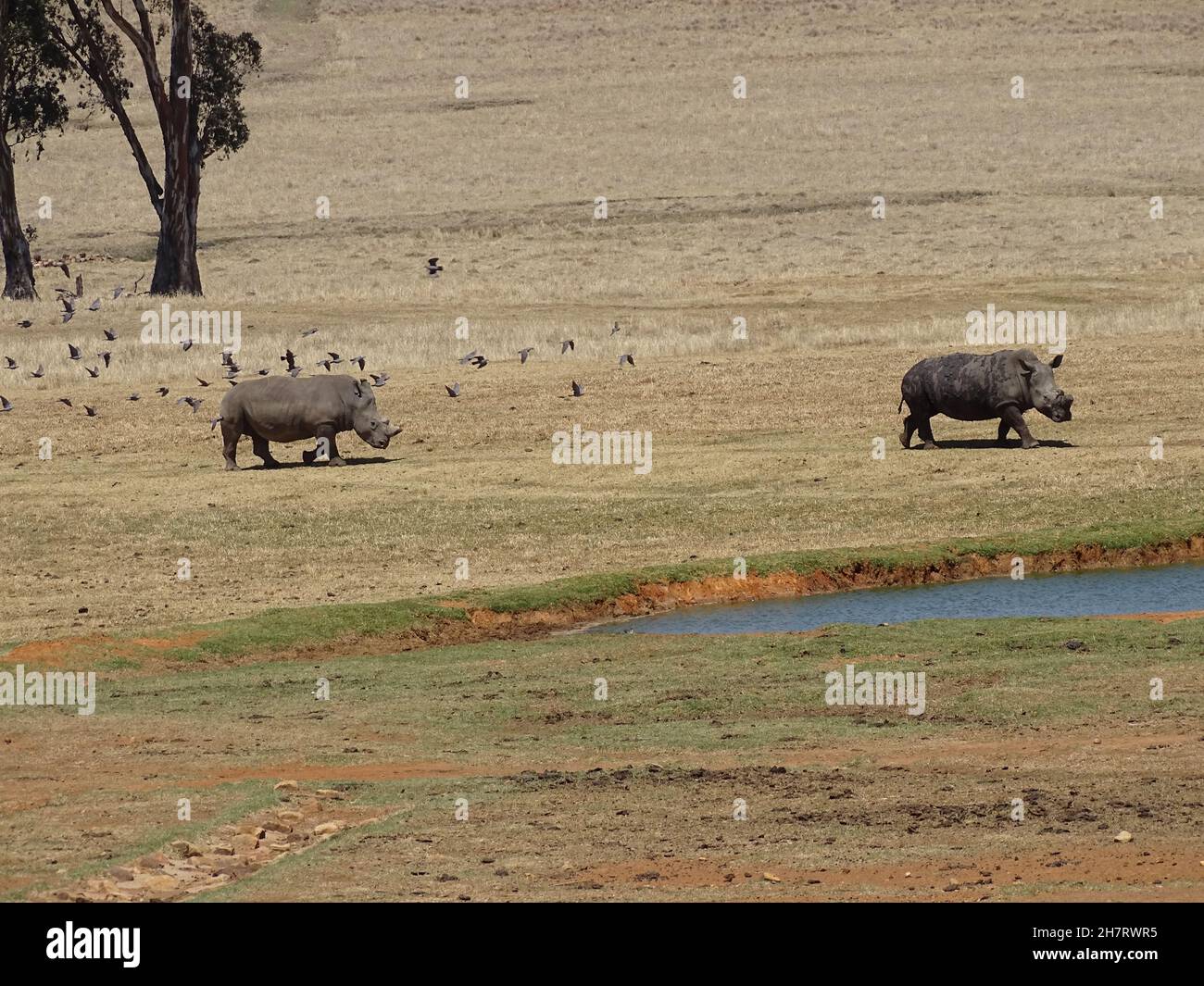 Rinoceronte nel Parco Nazionale di Kruger in Sudafrica Foto Stock