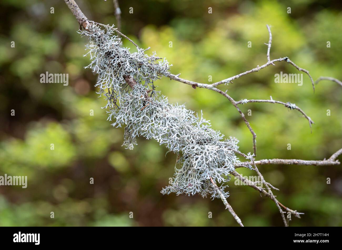 Lichen di renna grigia, muschio di renna, muschio di renna o muschio di Caribou - Cladonia rangiferina, che cresce su un ramo con sfondo verde. Foto Stock