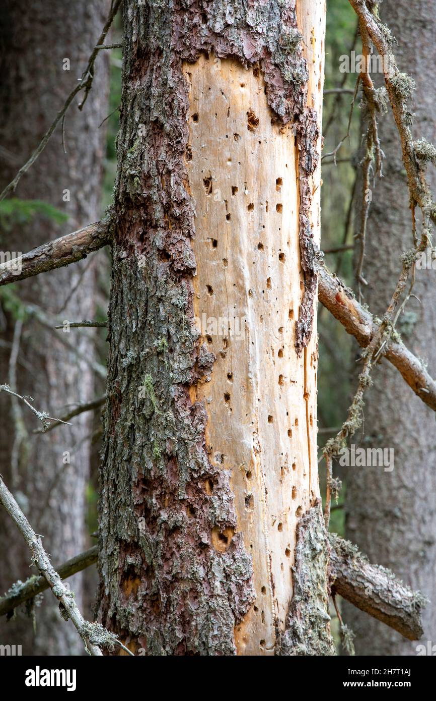 Tracce animali: Un tronco di Spruce morto pieno di buchi fatti da un picchio alla ricerca di cibo. Foto Stock