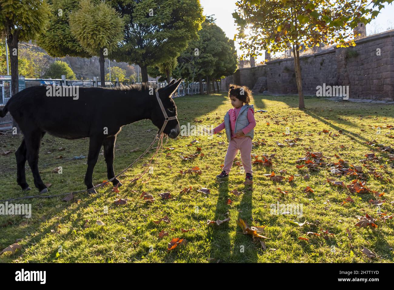 Luminoso giorno d'estate in campagna con una giovane ragazza che gioca con un asino sull'erba Foto Stock