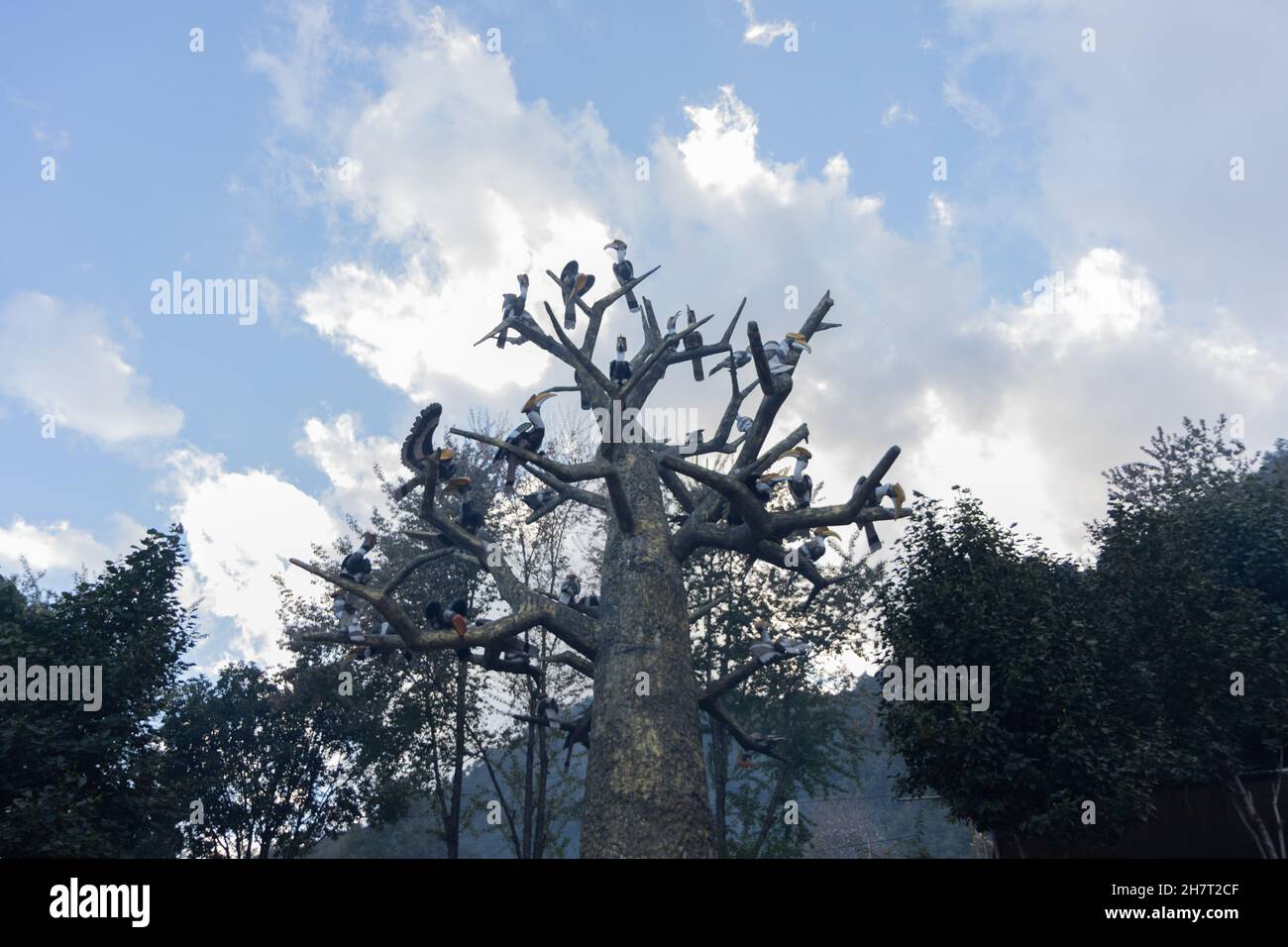I Great Indian Hornbils artificiali si siitano su un albero nella sede del Festival di Hornbill a Nagaland India Foto Stock