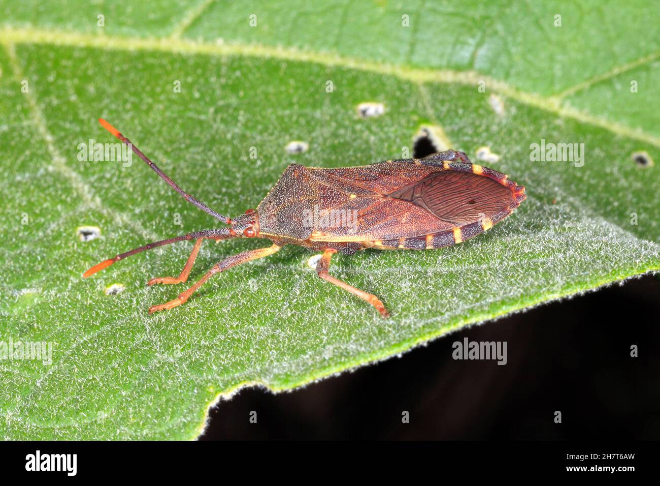 Eucalipto Tip-wilter Bug, Amorbus alternatus. Adulto. Noto anche come Eucalyptus Tip Bug, Gumtree Tip Bug, Squash Bug, Clown bug e Coreid Bug. Foto Stock