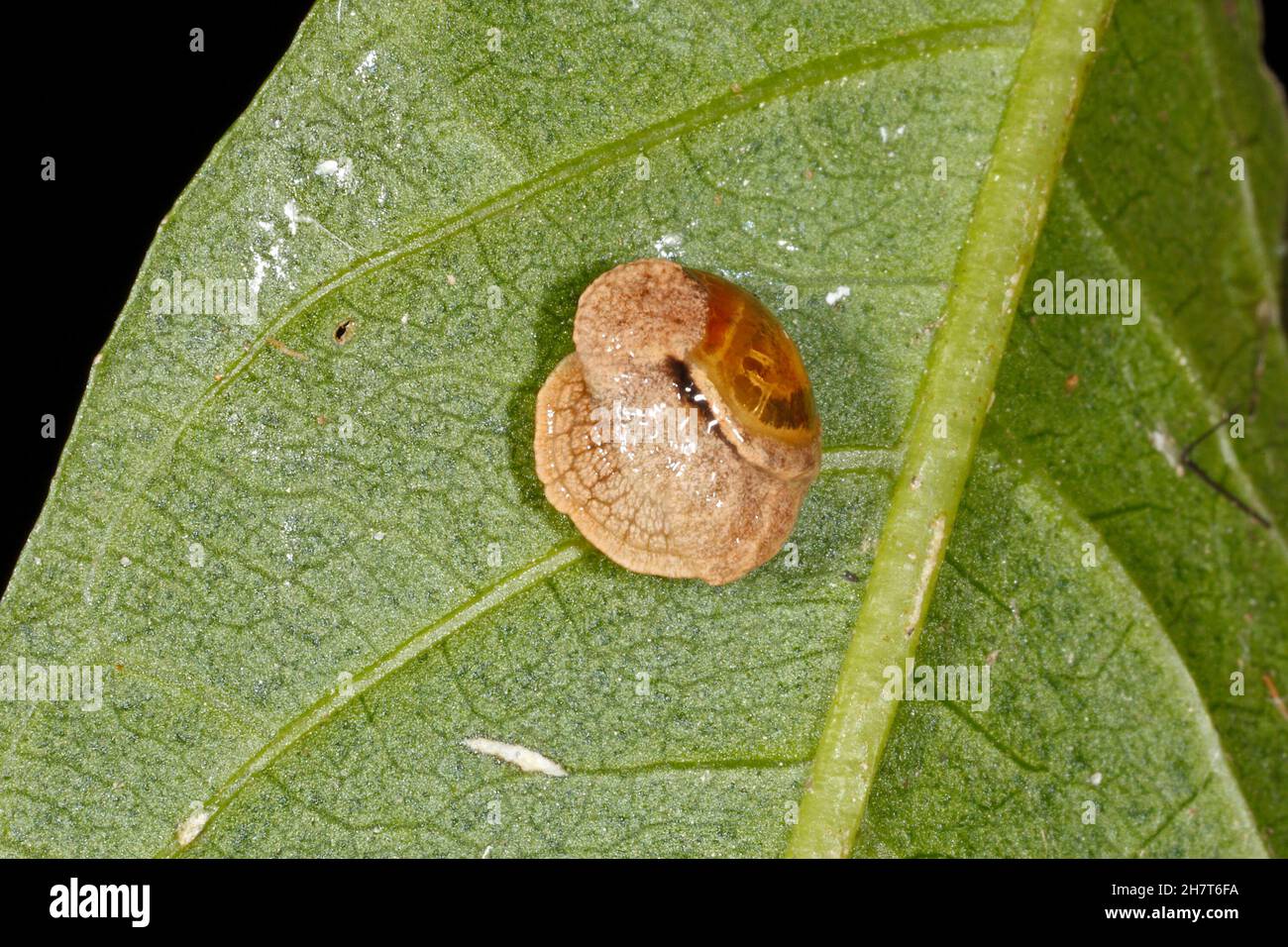 Iridescente semi-Slug, Ubiquitarion iridis. Arricciato sul lato inferiore di una foglia. Endemica in Australia, Coffs Harbour, NSW, Australia Foto Stock