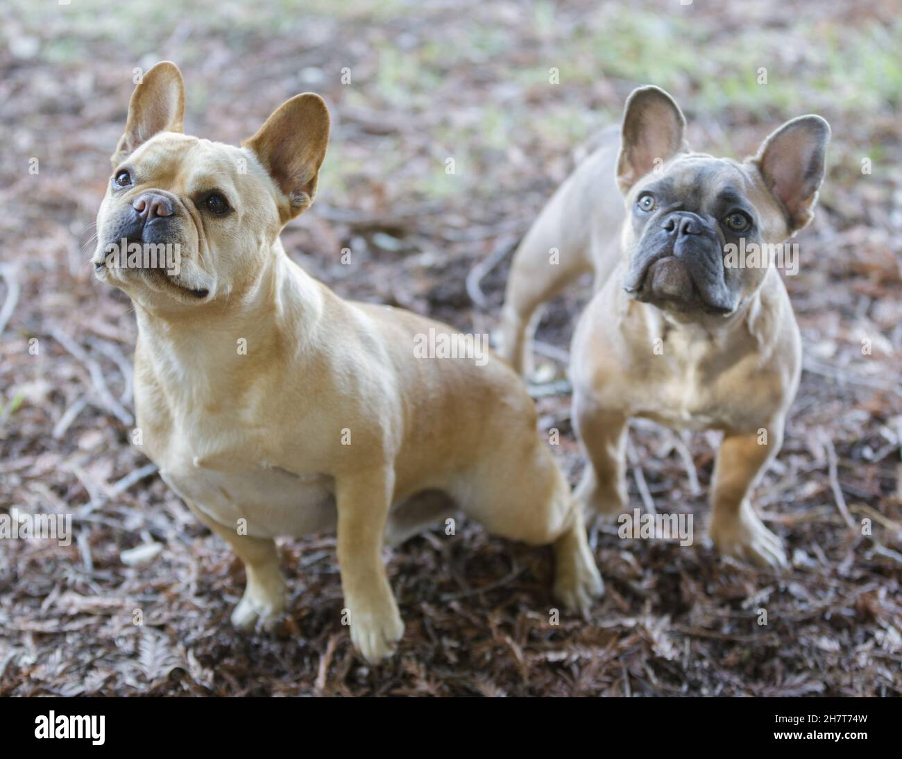 Due amici di Frenchie ansioso di anticipare per il trattamento del cane. Parco per cani al guinzaglio nella California settentrionale. Foto Stock