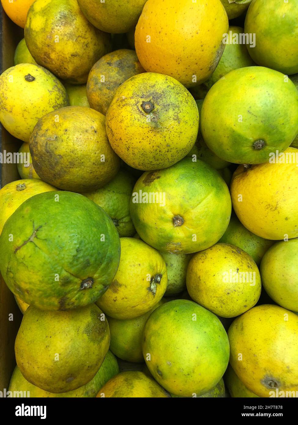 Agrumi frutti di arancia infettati con agrumi verde huanglongbing HLB Foto Stock