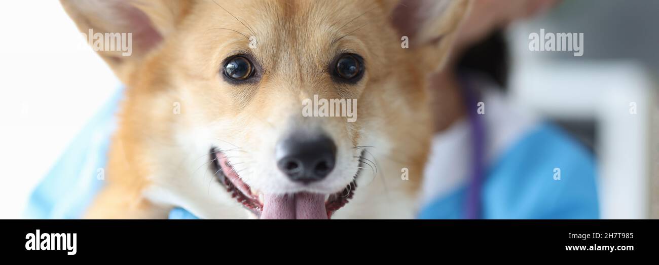 Bei corgi gallesi al primo piano dell'appuntamento del veterinario Foto Stock