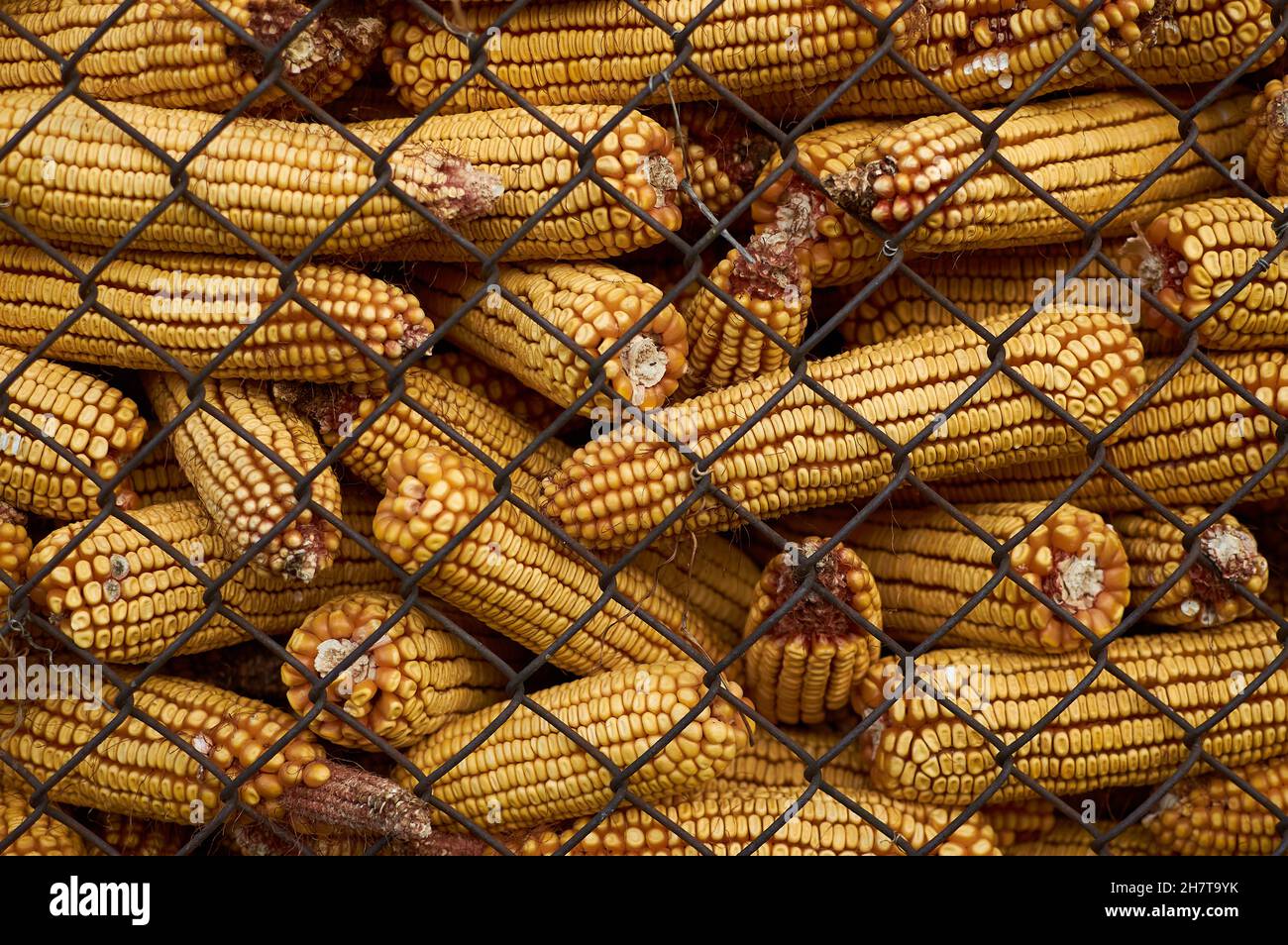 Gabbia di griglia piena di pannocchie di granturco colpo di deposito asciutto di granturco Foto Stock