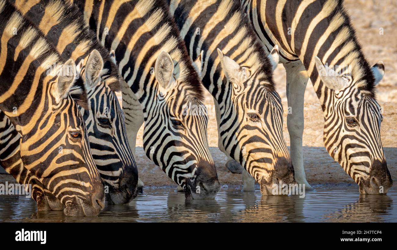 Abbagliare di zebre bere un drink Foto Stock