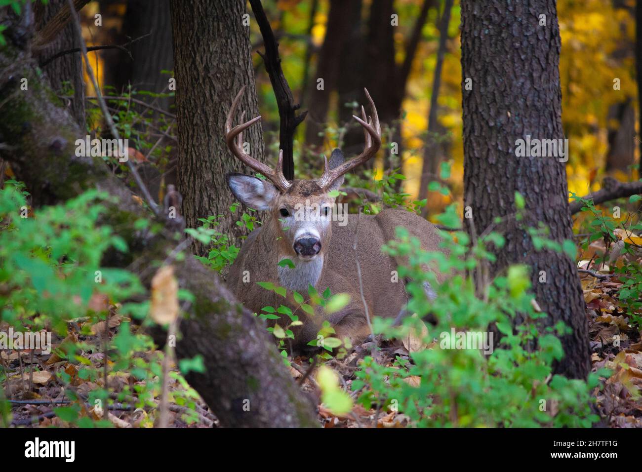 Whitetail Buck Lying Low in the Woods - Odocoileus virginianus Foto Stock