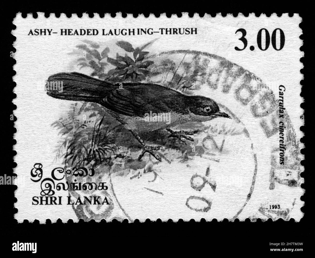 Francobolli in Sri Lanka, uccelli, Ashy-headed Laughing-Thrush Foto Stock