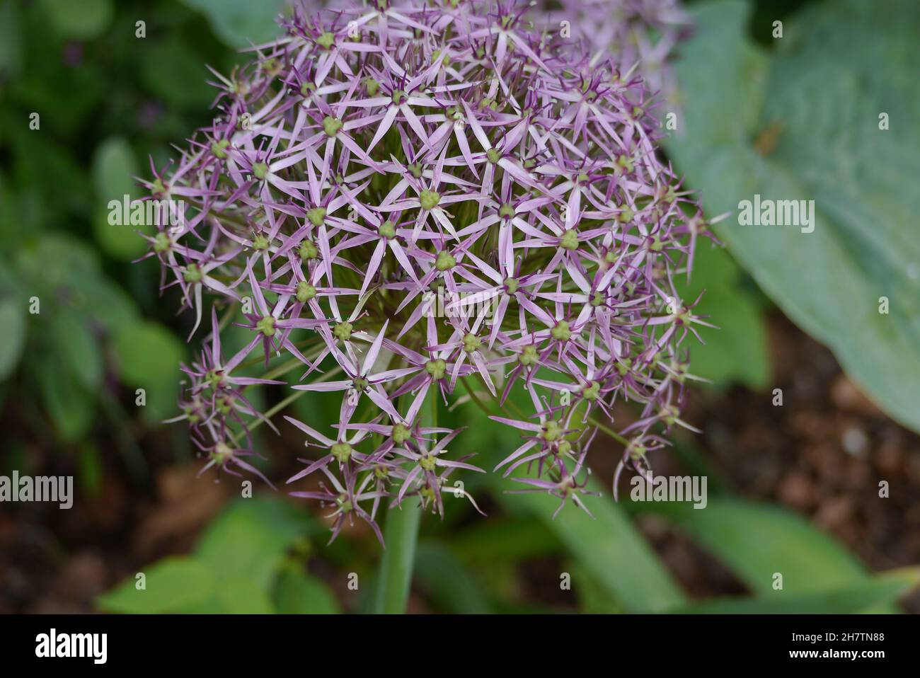 Viola/Mauve Allium Cristophii (Stella della Persia) testa di fiore di globo a Levens Hall & Gardens, Lake District National Park, Cumbria, Inghilterra, Regno Unito Foto Stock