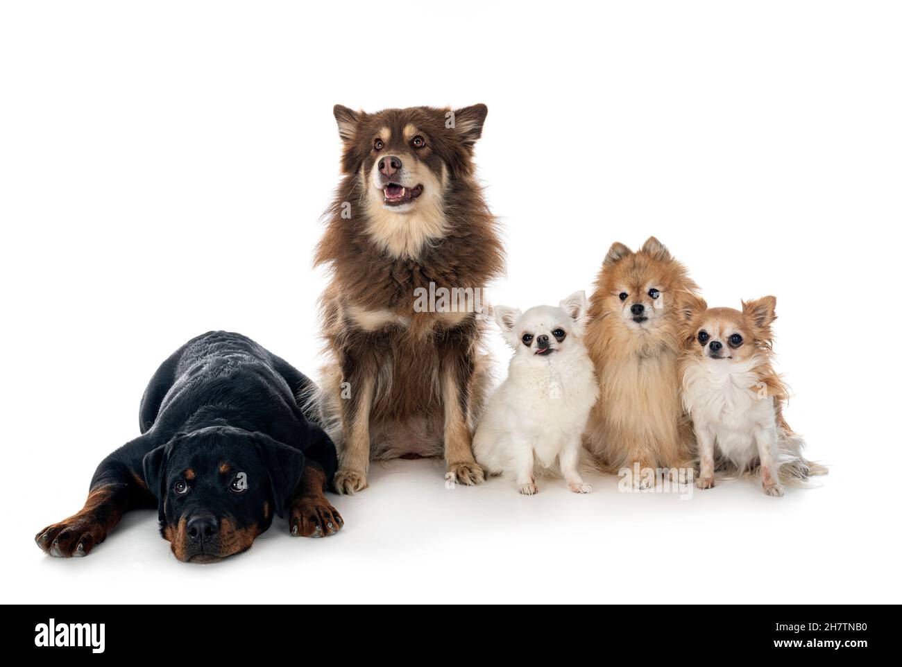 molti cani di fronte a sfondo bianco Foto Stock